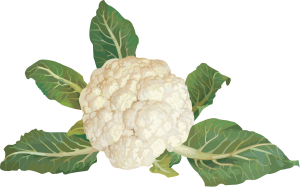 Cauliflower PNG-12687